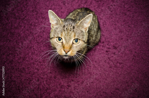 sitting cat on purple background