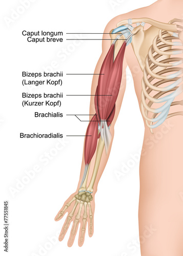 Anatomie Arm, Bizeps brachii