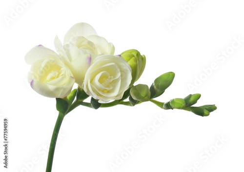 white freesia