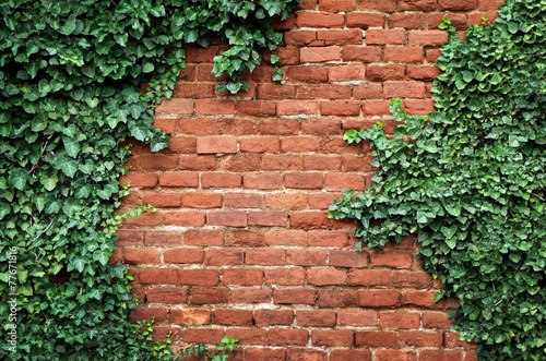 Old brick wall covered in ivy