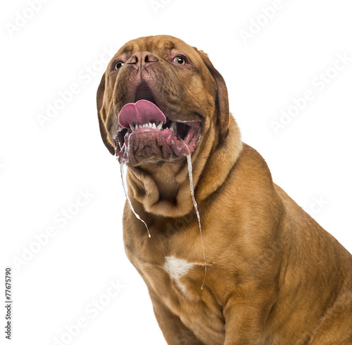 Close-up of a Dogue de bordeaux drooling (6 months old)