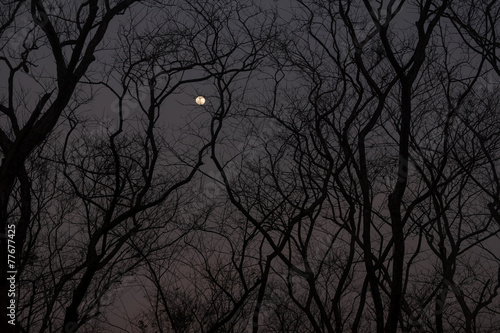 The silhouette of a leafless treeline