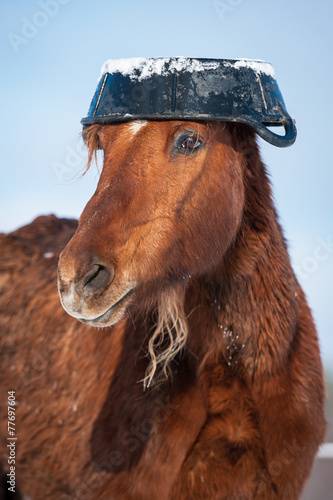Funny horse with rubber feeding bucket on its head
