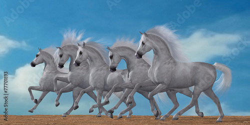Arabian Horse Herd
