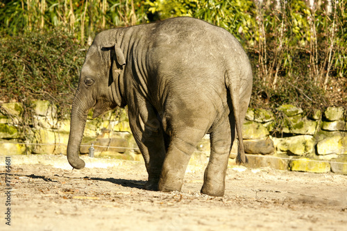 Jonge Aziatische olifant zet billen op de voorgrond.