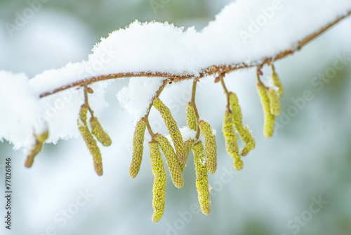 Haselnussblüte im Schnee