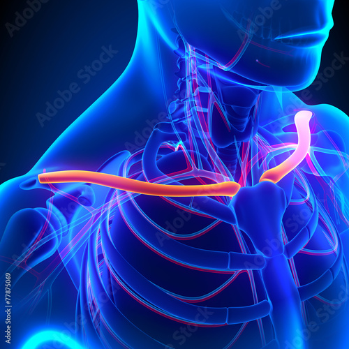 Clavicle Bone Anatomy with Circulatory System