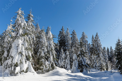 Forêt des vosges en hiver