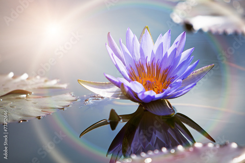 Lotus Flower With Sun Flare