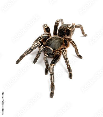 Zebra Tarantula on white background.