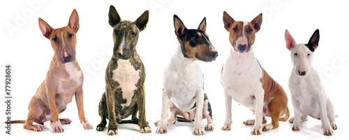 bull terriers