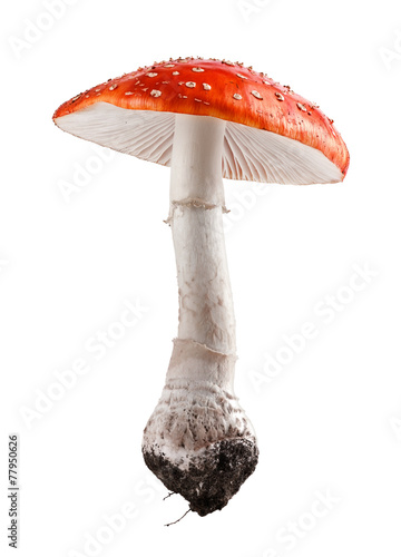 Amanita muscaria mushroom close up