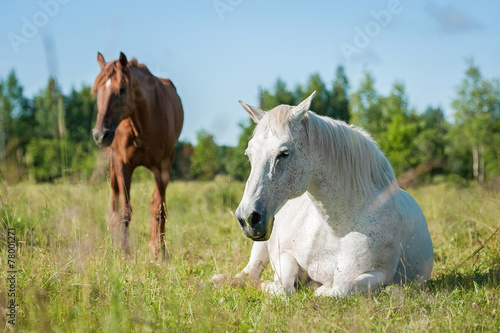 White horse sleeping on the pasture in summer