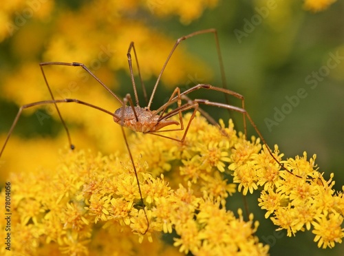 Männlicher Gemeiner Weberknecht (Phalangium opilio) auf Goldrute