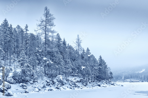 Forest with snow Bavaria