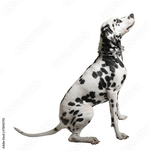 Dalmatian dog sitting