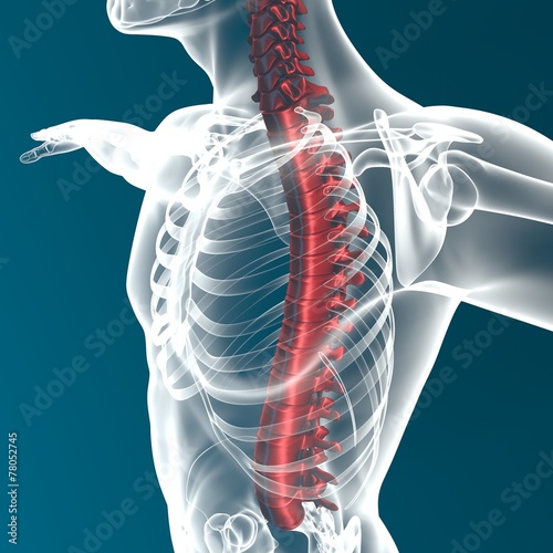 Corpo umano colonna vertebrale anatomia 