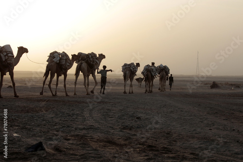 Caravan of camels with salt in Danakil depression desert