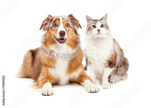 Cat and Happy Dog Together