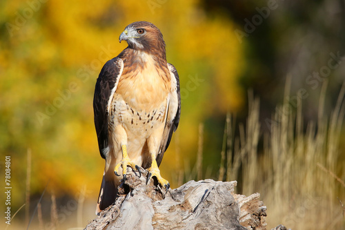 Red-tailed hawk sitting on a stump