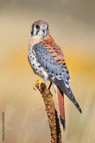 American kestrel sitting on a mullein