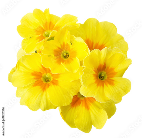yellow primrose isolated on white background