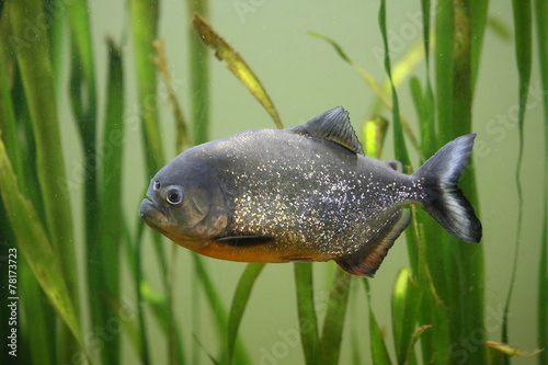 Roter Piranha