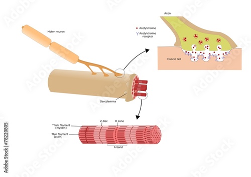 giunzione neuromuscolare, suo neurotrasmettitore e miofibrilla