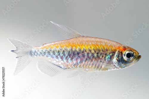 Congo tetra fish