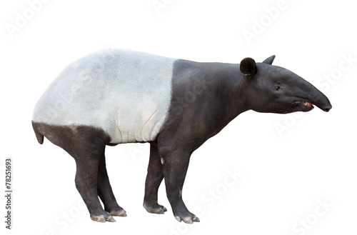 Malayan tapir or Asian tapir isolated