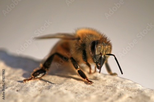 Apis mellifera