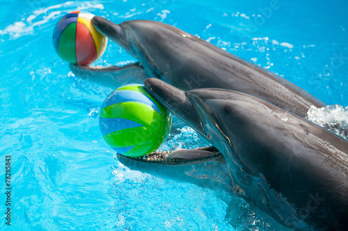 Dolphin playing with the balls