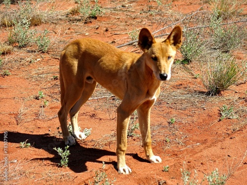 dingo at ayers rock, australia