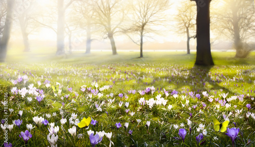 abstract sunny beautiful Spring background