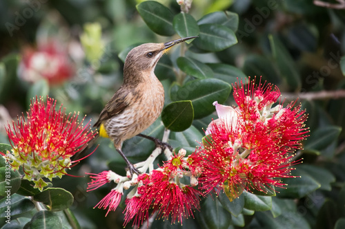 Cape sugar bird looking for nectar in red flowers of bottle brus