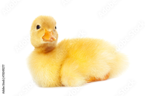 Cute animal baby duck isolated