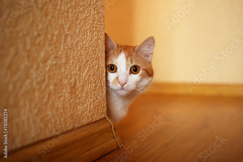 Pet cat looks out from behind a corner.