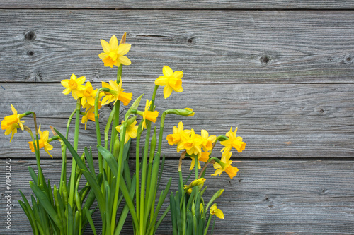 Spring daffodils against old wooden background