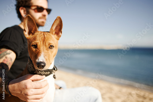 Сlose up portrait dog breed Basenji sitting in sand and looking