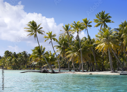 Palm trees on island in the sea