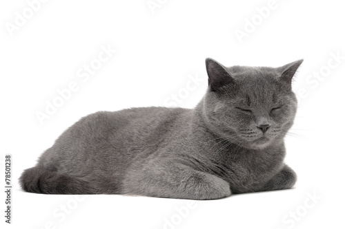 cat breed Scottish-Straight (age 1 year 3 months) sleeping on a