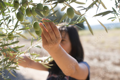 Picking olives