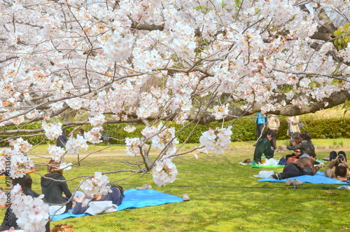 桜 花見