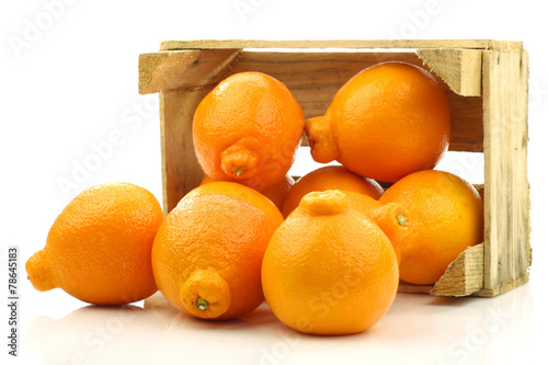 Minneola tangelo fruit in a wooden crate on a white background