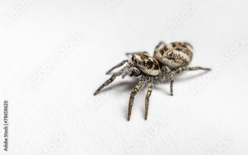 A Zebra Jumping Spider