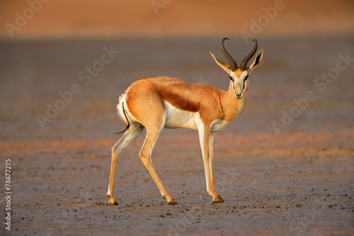 Springbok antelope, Kalahari desert