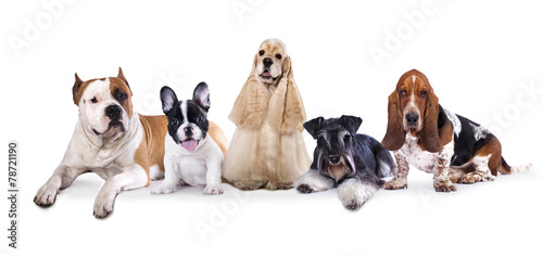 Group of dogs sitting in front of a white background