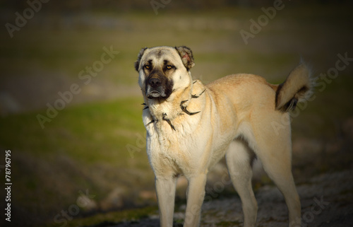 kangal3