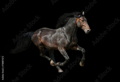Dark stallion running on black background
