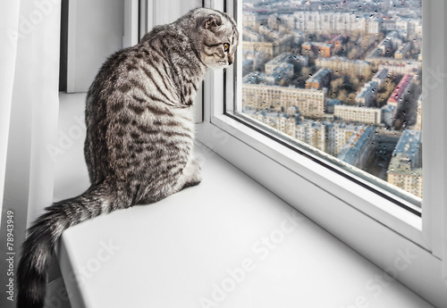 cat sitting on a window sill and looking at the rainy city